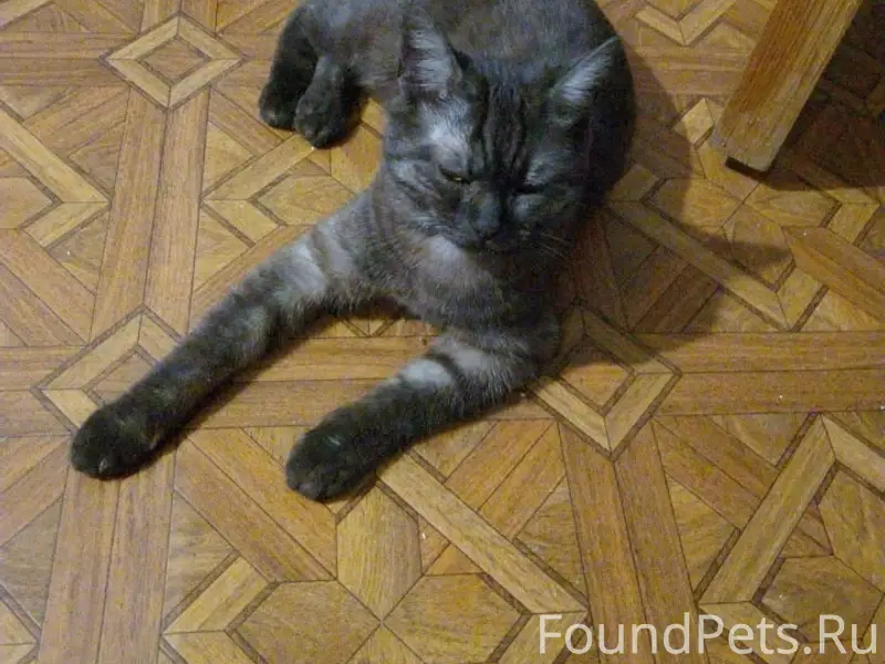 Пропала кошка, дачи, 4 остановка
