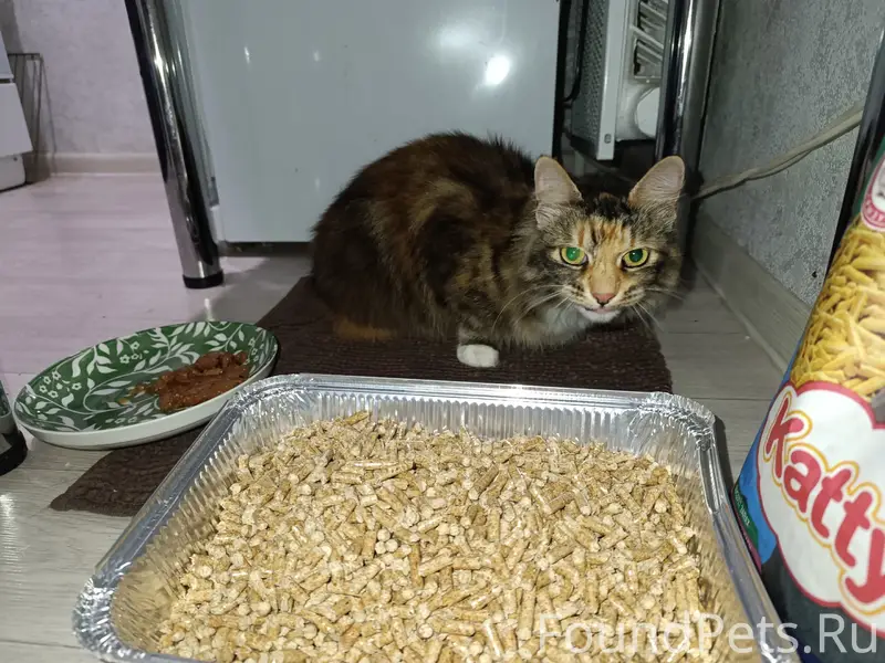 Найдена кошка, район церкви