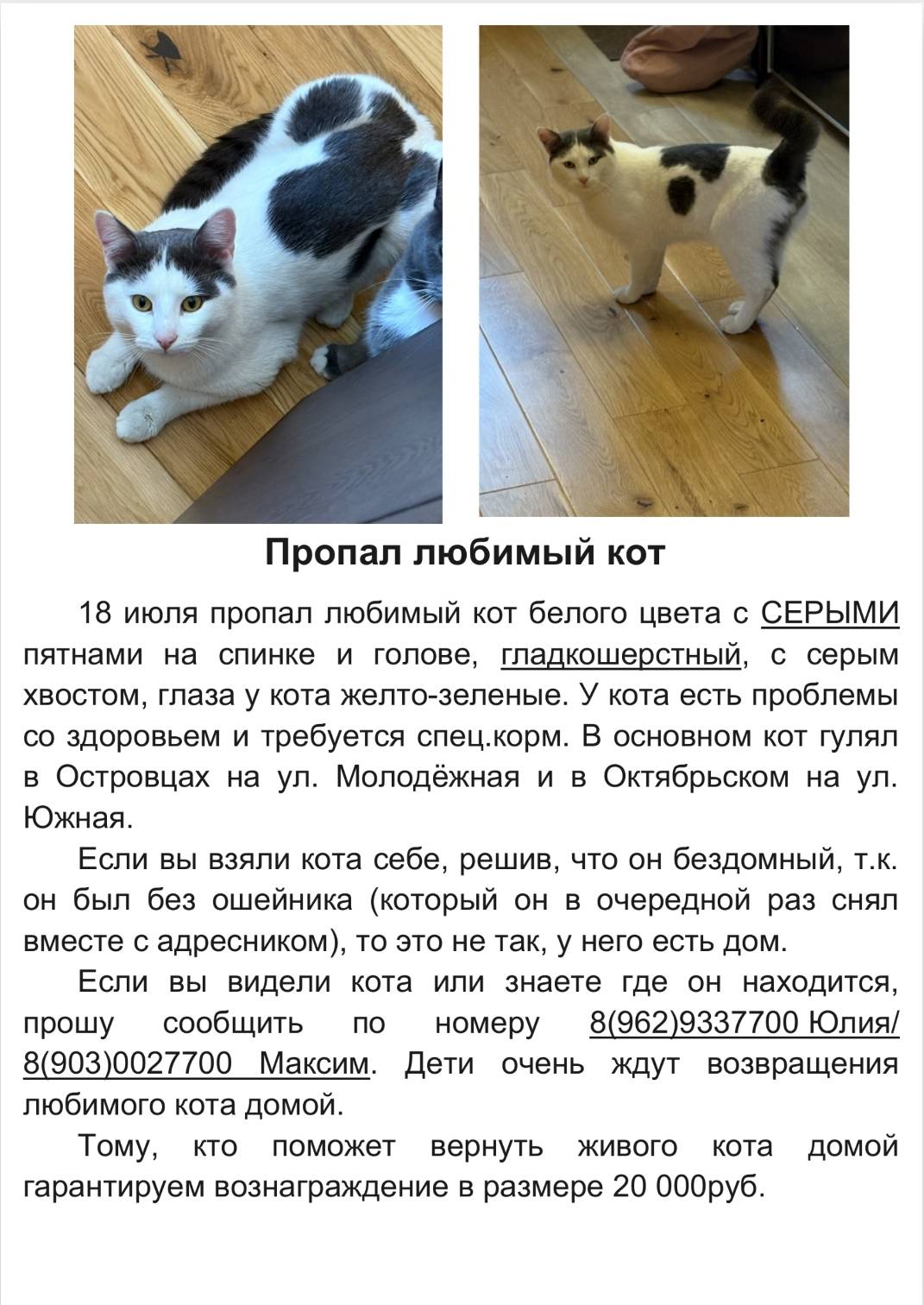 Пропал кот, возможно без ошейника