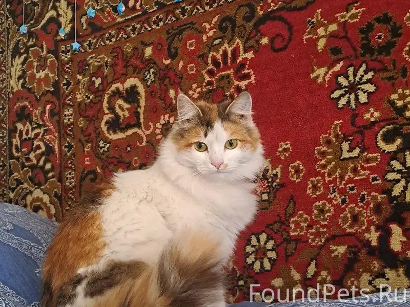 Пропала кошка Луна, посёлок Силикатный