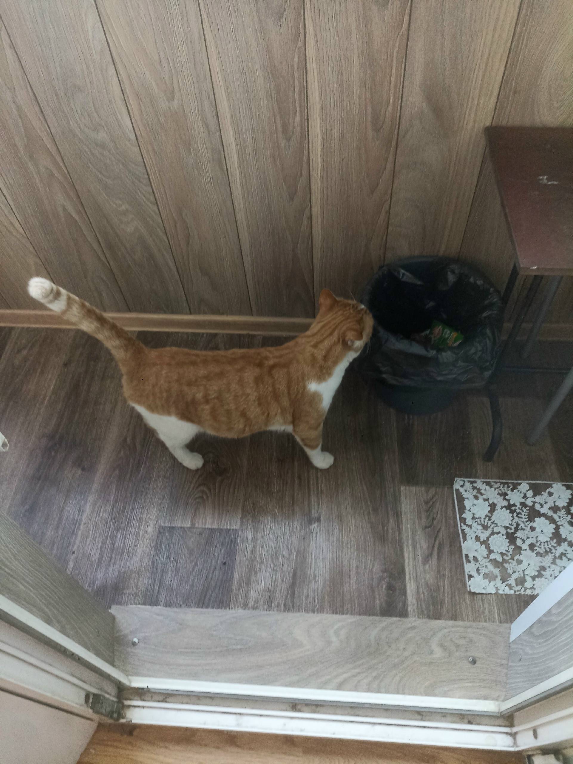Найден кот, улица Космонавтов, Волгоград