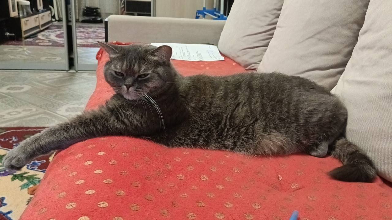 Пропал кот, без породы
