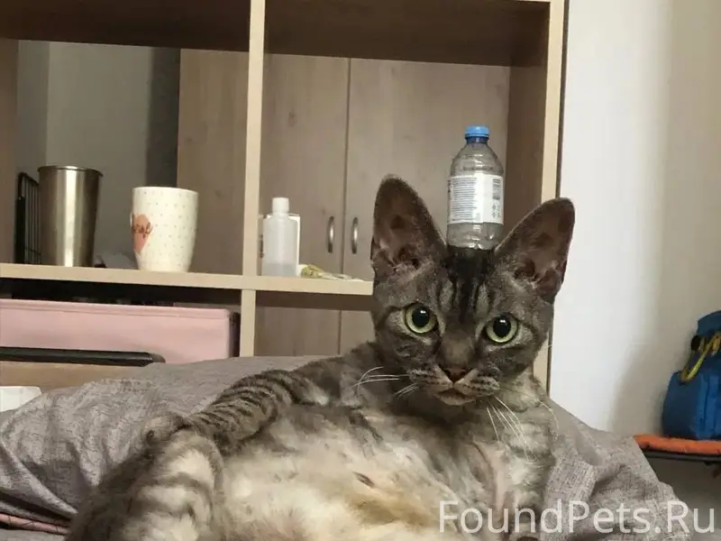 Пропал КОТ