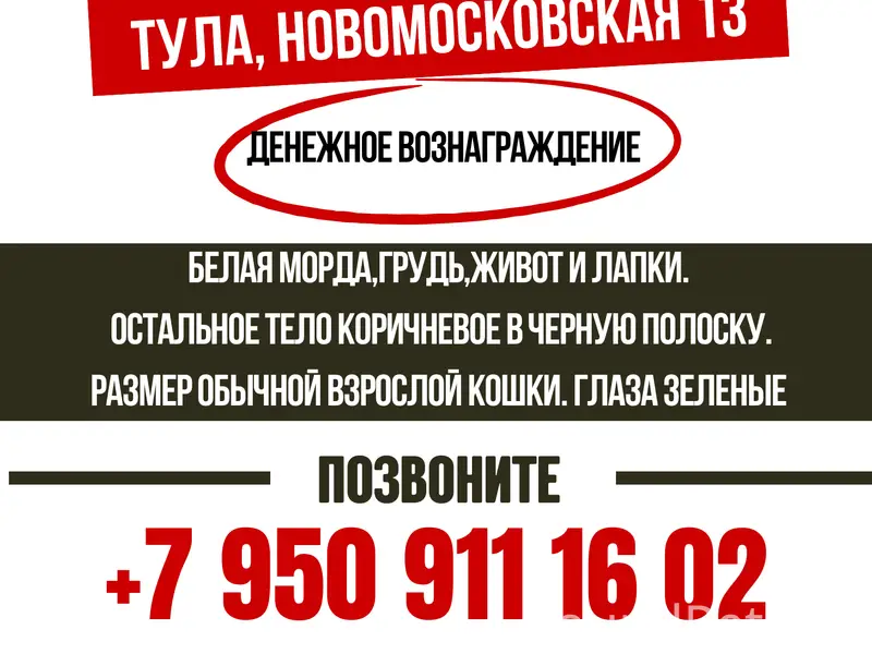 ‼️Пожалуйста, помогите найти кошку. Она очень домашняя и просто не выживет на улице.‼️ г.Тула, Новомосковская 13.  +79509111602 +79955600916