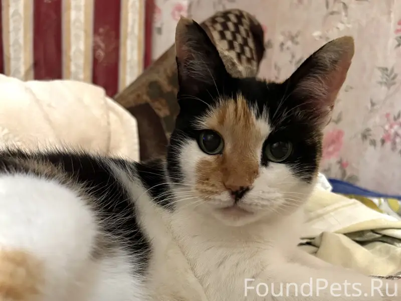 Пропала кошка 