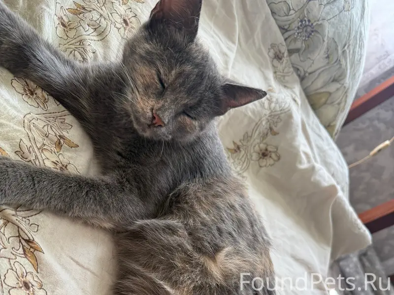 Пропала кошка,