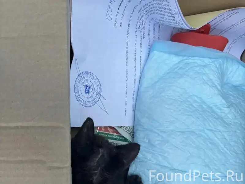 Найден котёнок, Калуга, ул. Кирова