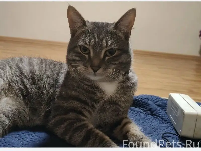 Пропал кот Лёлик, район за дрсу