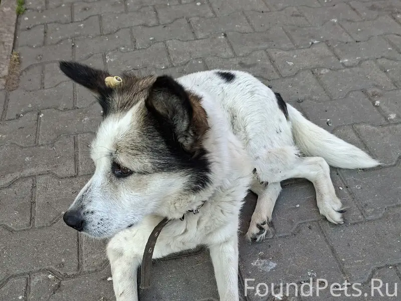 Пропала собака Белка, Ишим