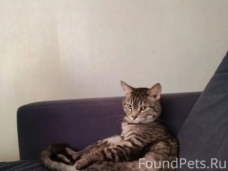 Пропал кот Арбуз, Приурал