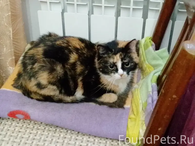 Пропала трехцветная кошка Руся, Балаклава