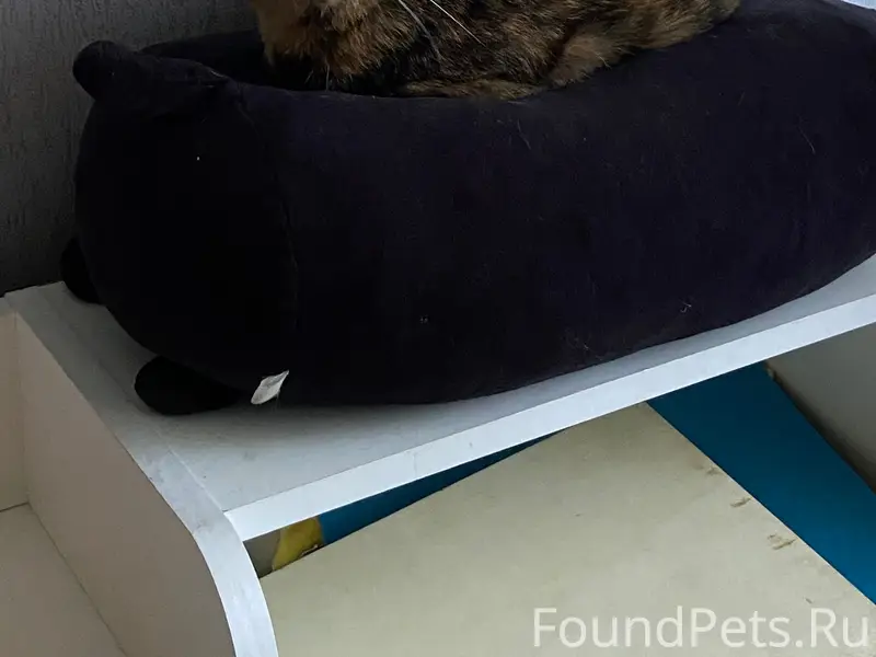 Пропала кошка Кошка, район Коммунальная