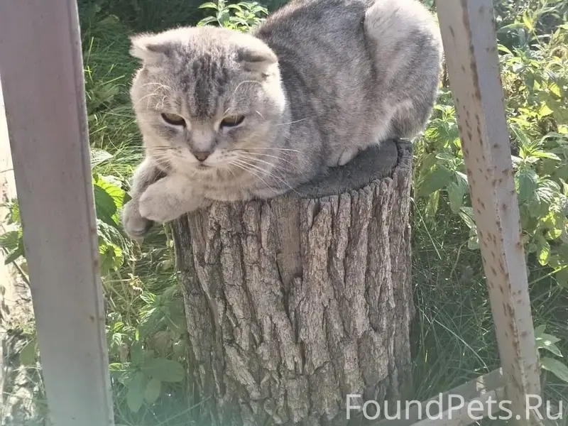 Пропал кот Гоша, р-н Наримановская-Гая-Ташкентская