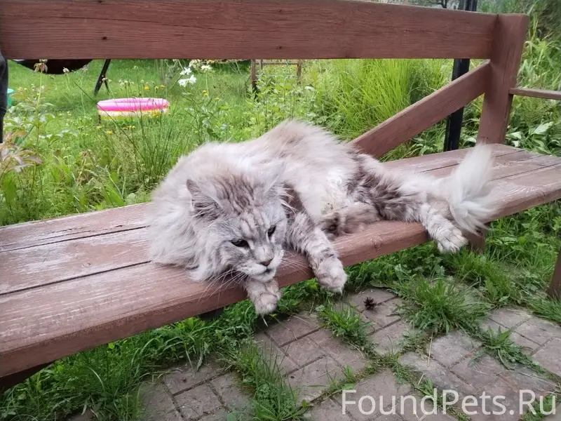 Найден кот, снт Апраксин
