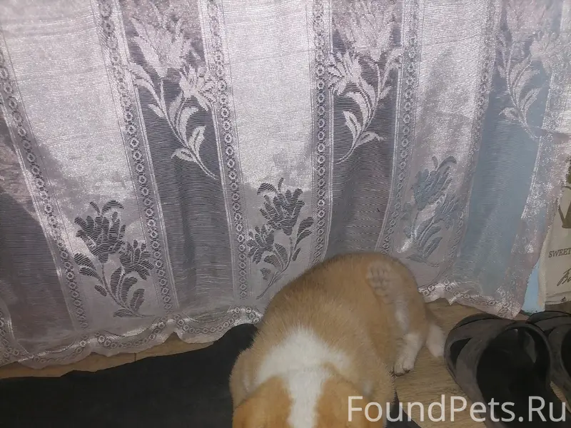 Пропал щенок акита ину Мишка, район роддома