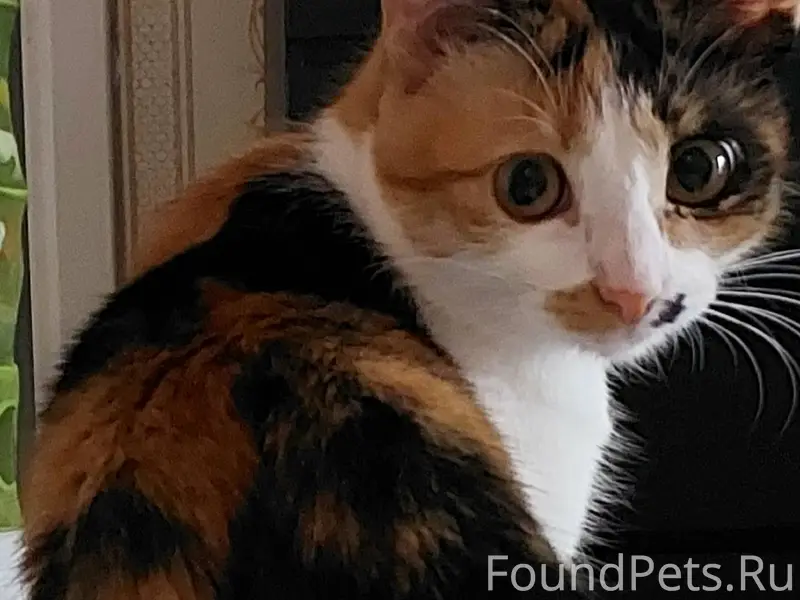 Пропала кошка, Фрунзенский район