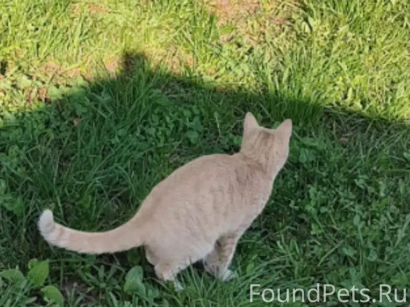 Пропала рыжая кошка, п. Ново-Октябрьский