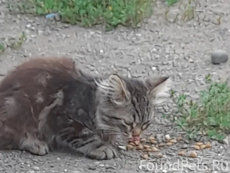 Найден котёнок, Володарского 101