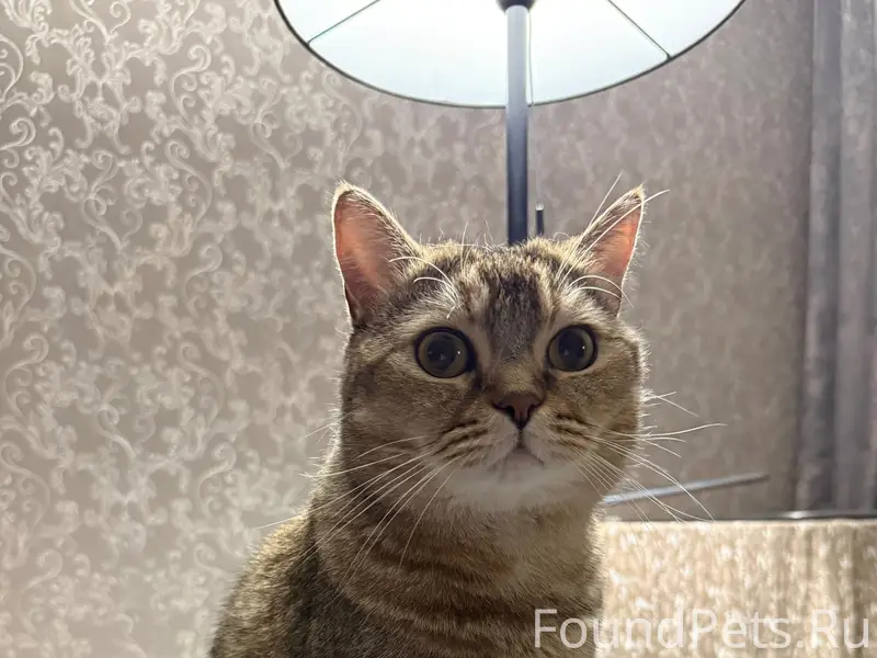 Пропал британский кот Персей, район 1 Афанасьева