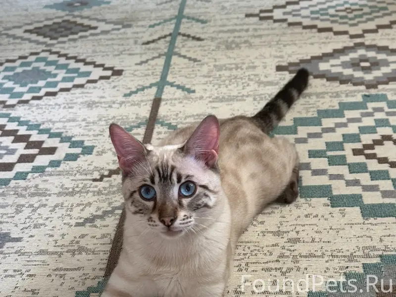 Пропал кот Лео, Энгельс