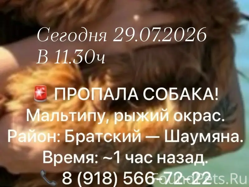Пропала мальтипу, район Братского — Шаумяна