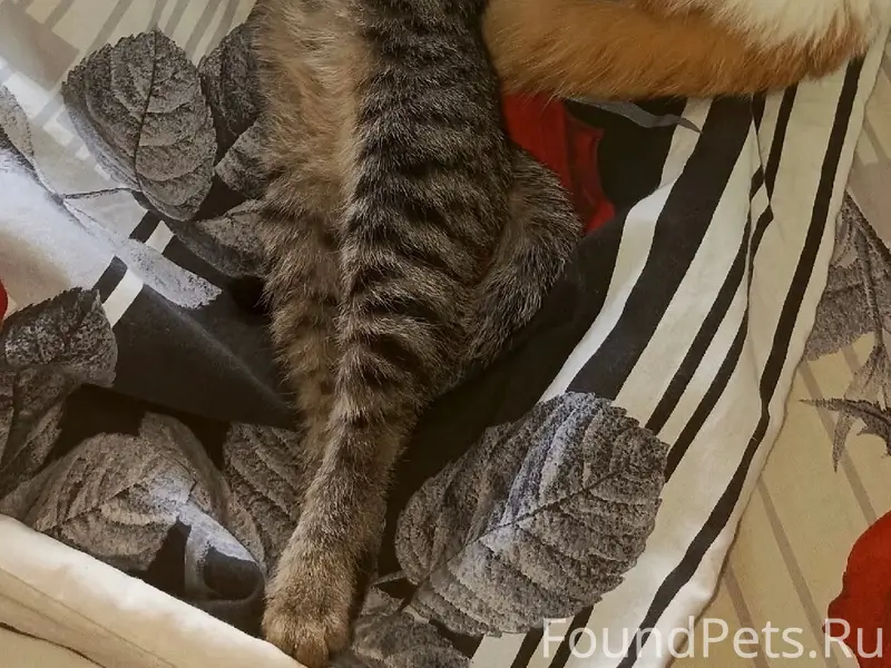 Пропала кошка, район ул. Брюсова