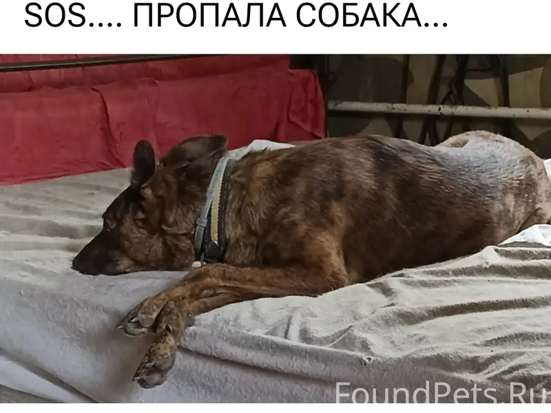 Пропала собака Шока / Шоколадка, Иловлинский район