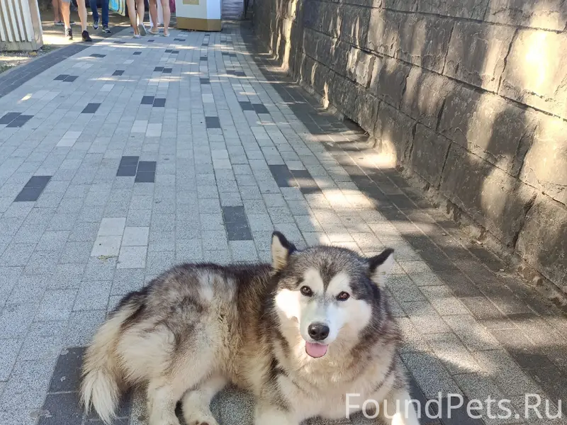 Найден а собака, найдена на АЗС в Адлере