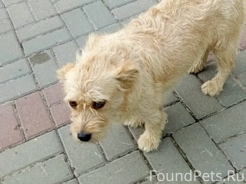 Найден тип животного: собака