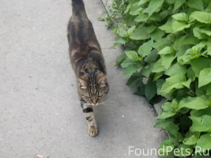 Найдена кошка с тигровым окрасом, Молодежная