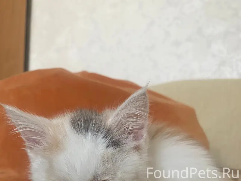 Найден котёнок, ищет дом