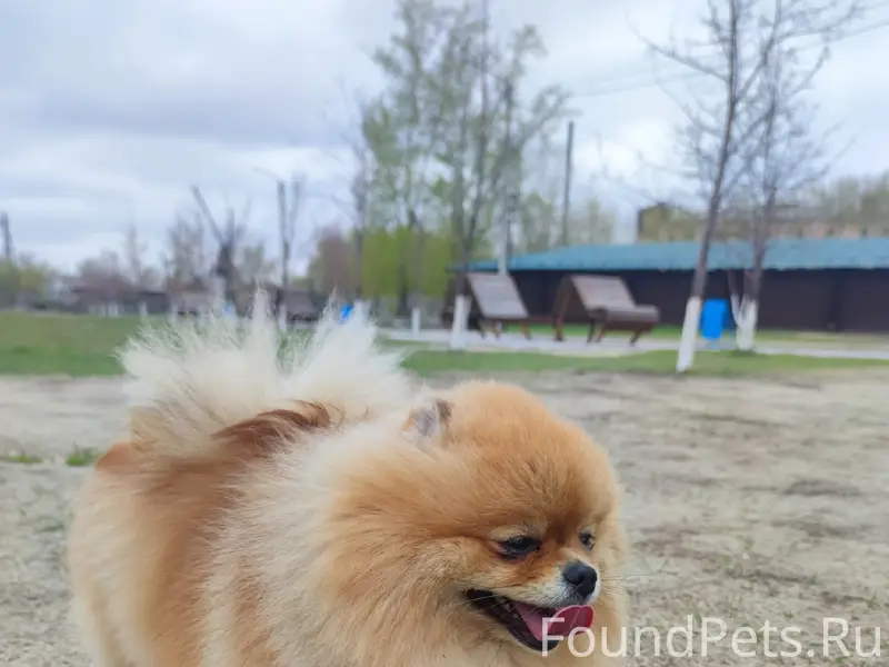 Пропала собака шпиц Буся, район Севера