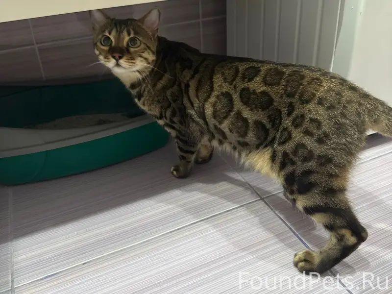 Найдена бенгальская кошка, жк Рифей