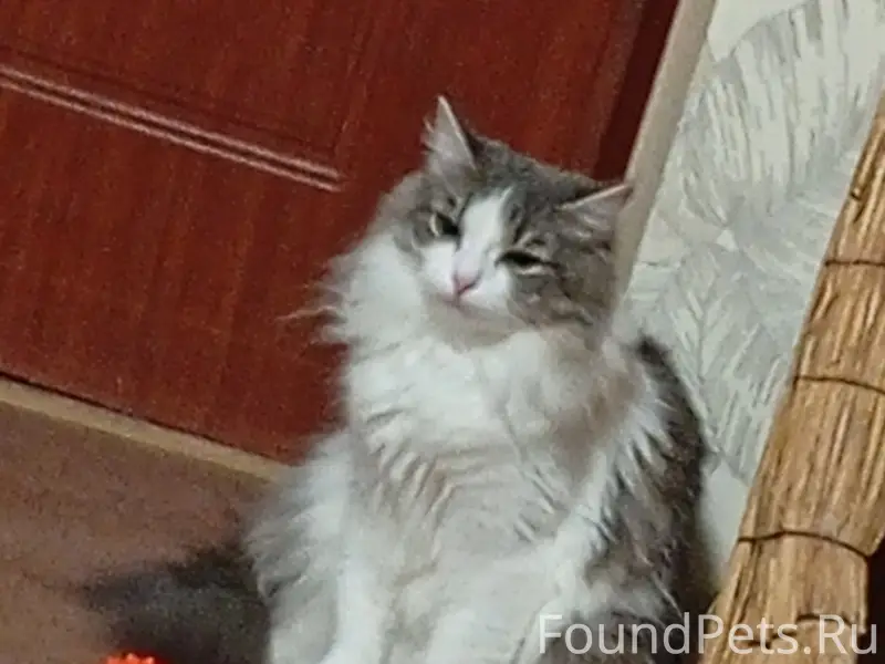 Пропала кошка Ася, Юбилейная 13