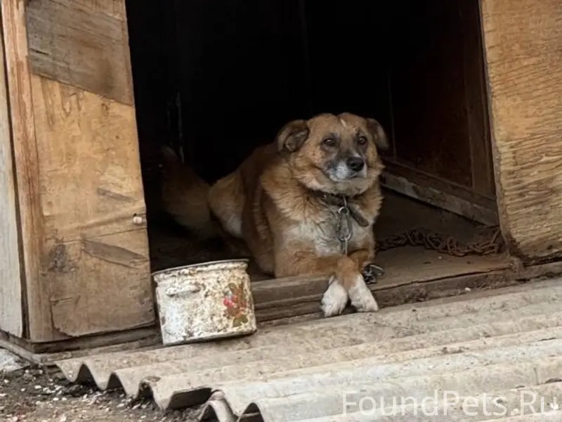 Пропал пёс Маршал, район 4 школы
