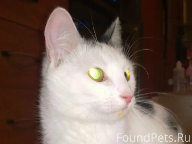 Пропала кошка, Бородина, 4а