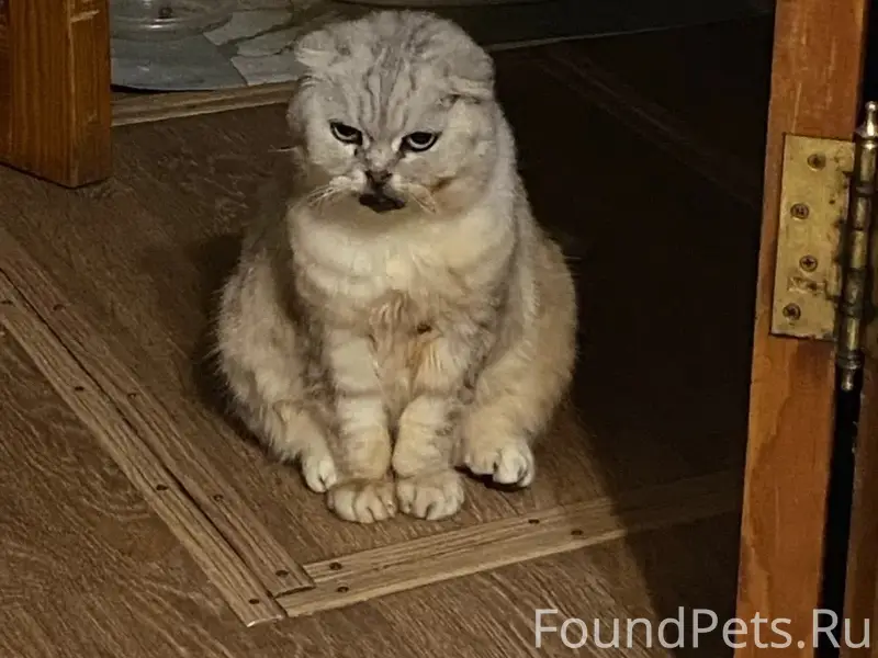 Пропала вислоухая шотландская кошка, ул. Боронина
