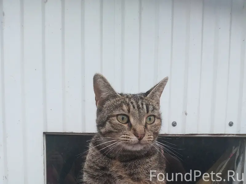 Найдена кошка, район ул. Калинина