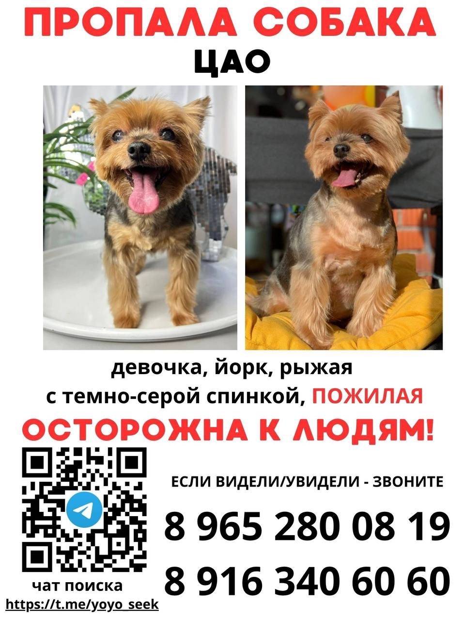 Пропала йоркширский терьер, Москва, Красная Пресня