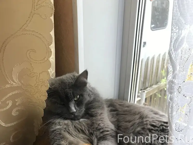 Пропал кот, улица Максима Горького