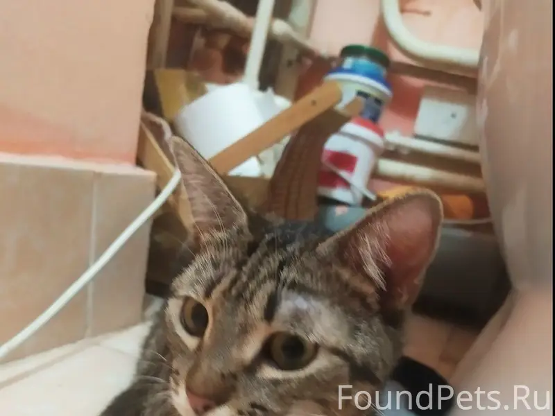 Найдена кошка, ищет семью