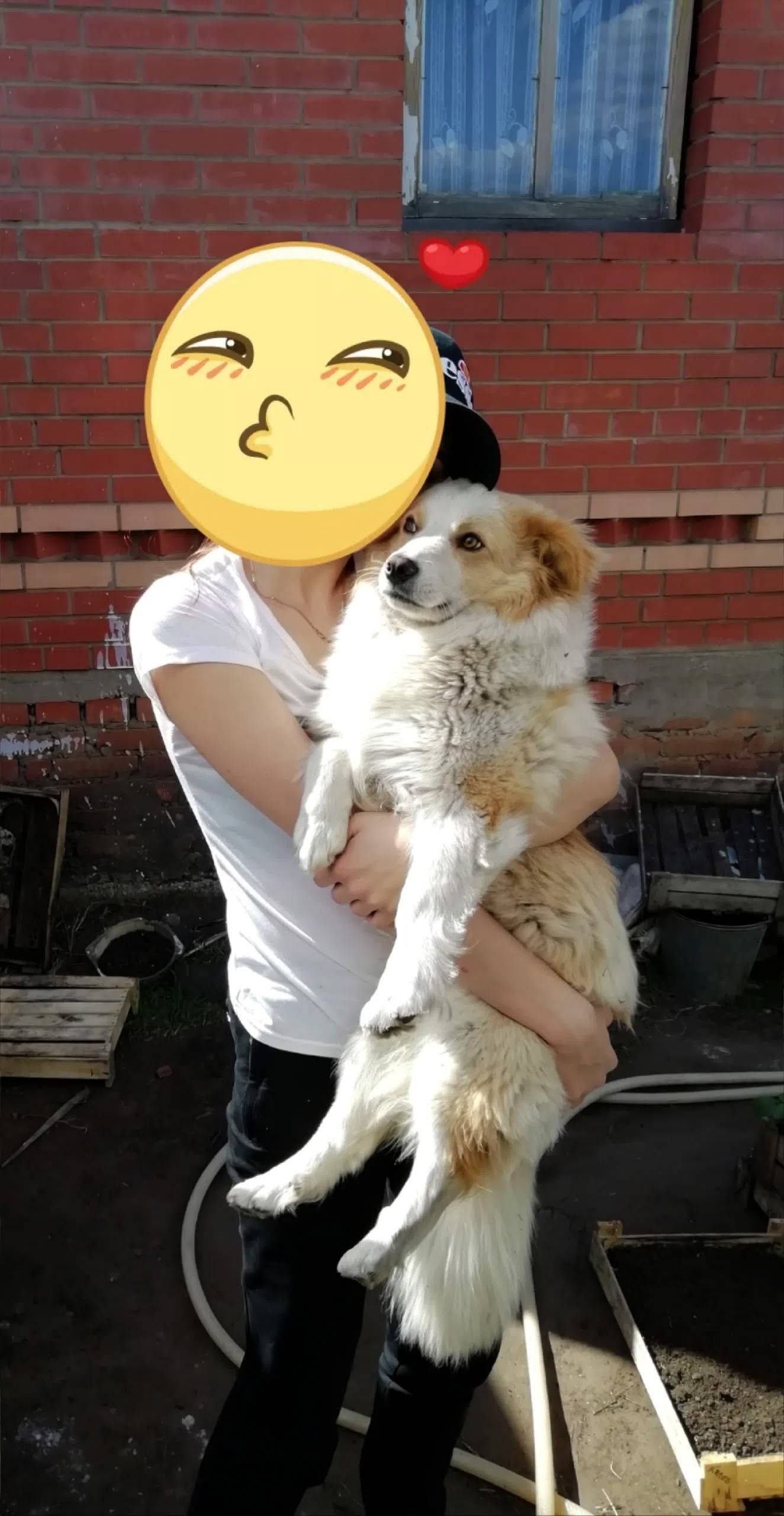 Пропал белый с коричневыми пятнами Кузя, Борский