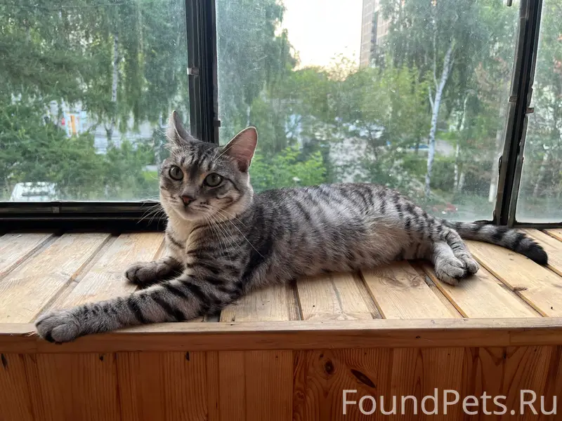 Пропал кот Китя, район ул. Сталеваров