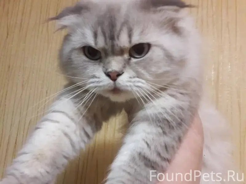 Пропал кот, частный дом