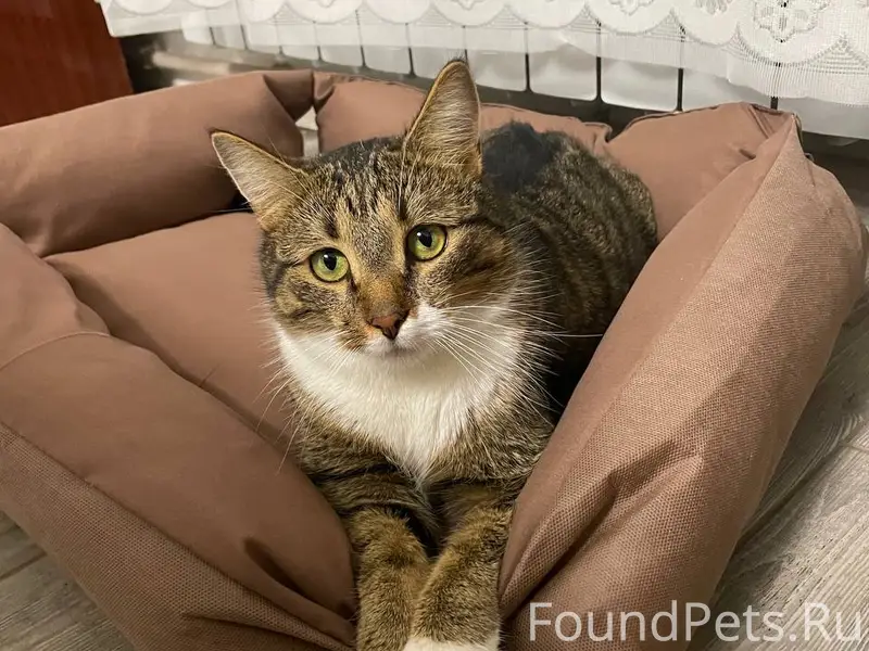Пропал котик