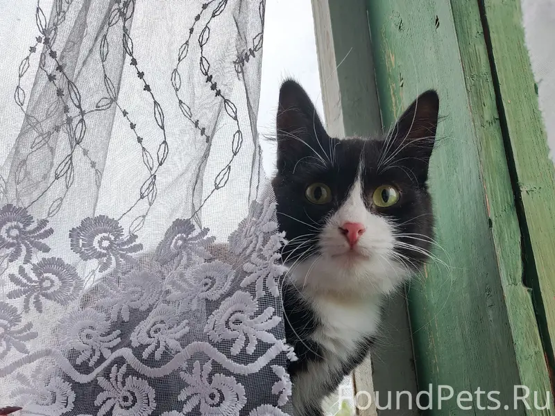 Пропала кошка Тиша, Русановская