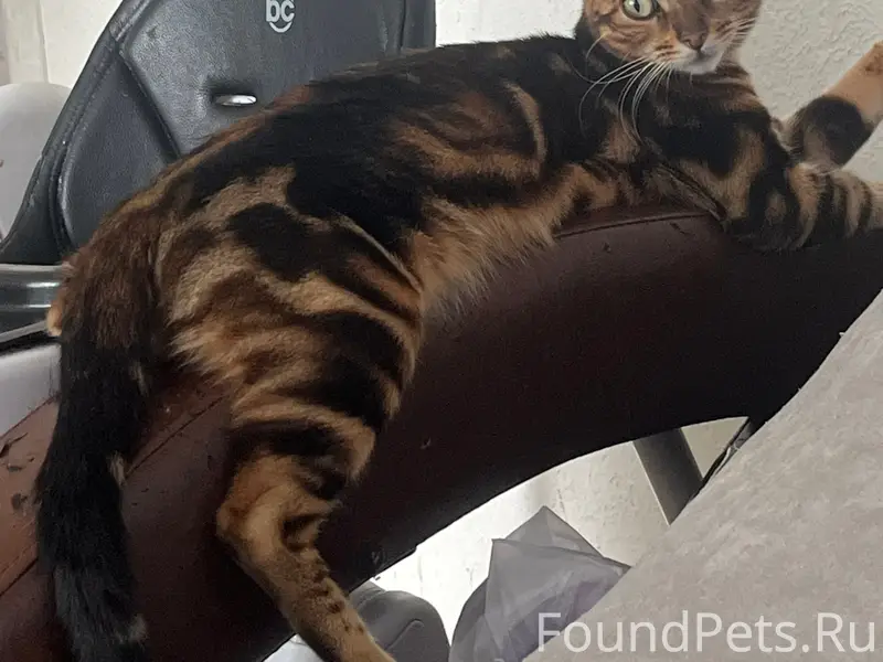 Пропала кошка Мия