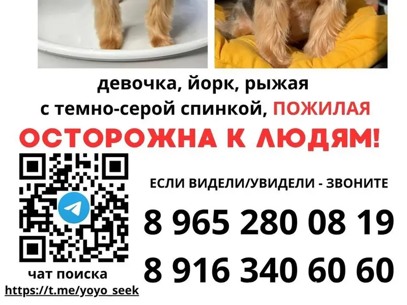 Пропала йоркширский терьер, Москва, ЦАО