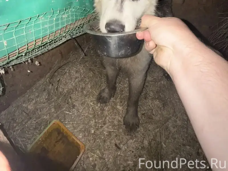 Найден хаски, слепая собака, Тула
