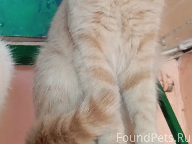 Пропал кот Персик, район Олимп